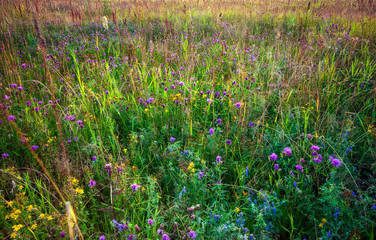 Summer field with flowers