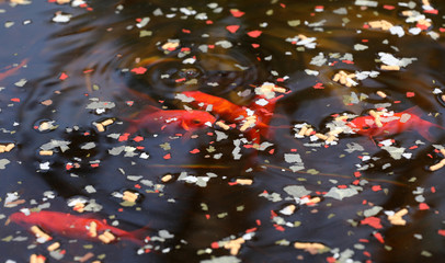 Goldfische im Teich