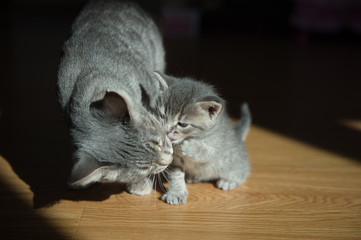 little cute gray kitten with a gray cat Russian blue breed