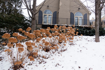 Winter cityscape of brown hydrangea flowers in a snowy yard leading up the hill to a neighborhood home. St Paul Minnesota MN USA