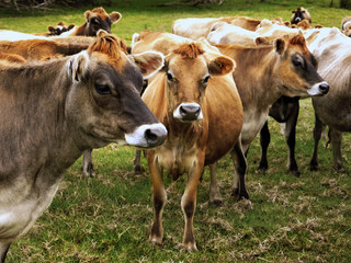 Naklejka na ściany i meble Cows herd on pasture near farm cattle breeding Jersey cow