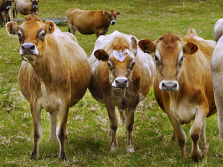 Fototapeta na wymiar Cows on pasture near farm cattle breeding 