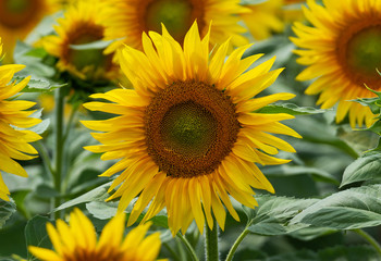 Sunflowers