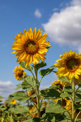 Fototapeta premium Sonnenblumen 35
