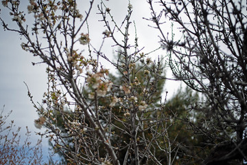 Cherry Blossoms