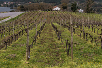 Fototapeta na wymiar green vineyards on a cloudy day