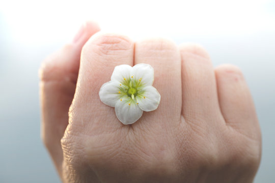 delicate white flower between the fingers of a woman hand