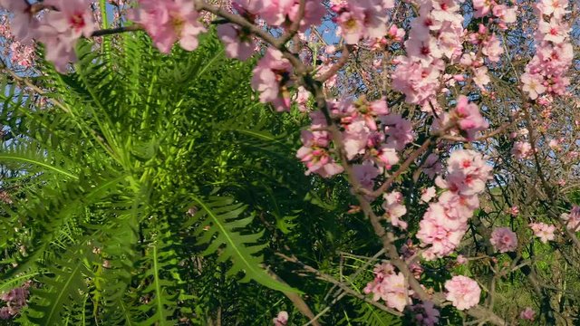 Blossoming Almond Spring tree in bloom, pink Flowers buds Sonchus Canariensis Boulos against the background Blue Sky Beautiful blooming garden Plants and Flora close-up  Steadicam shot 4K