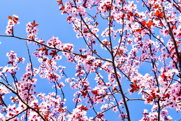 Pink Japanese cherry blossoms in a sunny spring day against blue sky