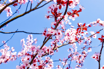 Pink Japanese cherry blossoms in a sunny spring day against blue sky