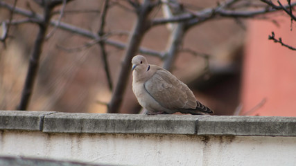 Beautiful turtledove on a fence.