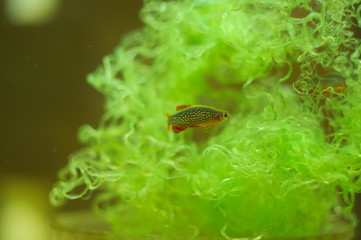 Danio margaritatus nano fish in aquarium