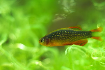 Danio margaritatus nano fish in aquarium