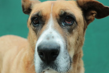 Primer plano de la cara de un perro