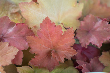 Heuchera