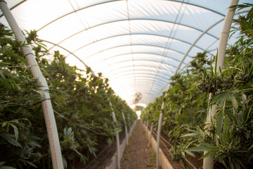 Marijuana Farm Industry - weed and commercial cannabis