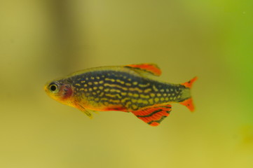 Danio margaritatus nano fish in aquarium