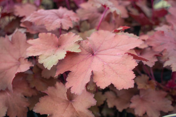Heuchera