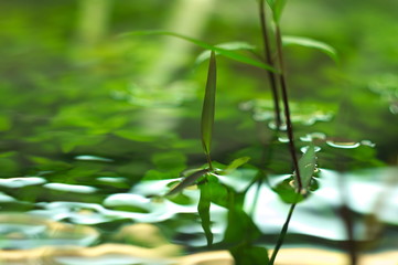 tropical aquatic plants in the aquarium