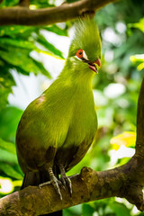 Guinea Turaco or Green Turaco found in forests of West and Central Africa on tree branch with natural background.