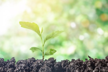 Plant.