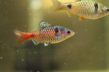Pethia padamya tropical fish in aquarium