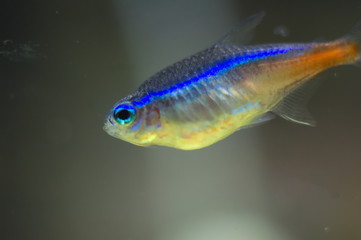 Paracheirodon innesi tropical fish in aquarium