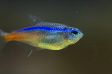 Fototapeta premium Paracheirodon innesi tropical fish in aquarium
