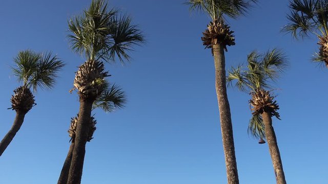 Left To Right Panorma Palm Trees In Tropical Vacation Getaway Location Against Bright Clear Blue Sky