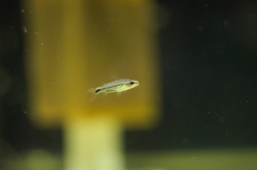 Corydoras pygmaeus tropical fish in aquarium