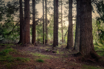 Obraz premium Moody woods in Scotland