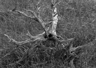 grayscale image of fallen, weather beaten tree laying in grass