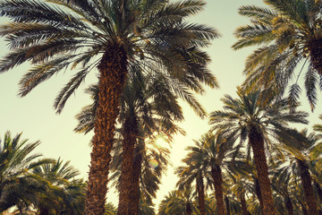 Fototapeta na wymiar Date palm trees plantation against clear sunset sky. Beautiful nature background for posters, cards, blogs and web design