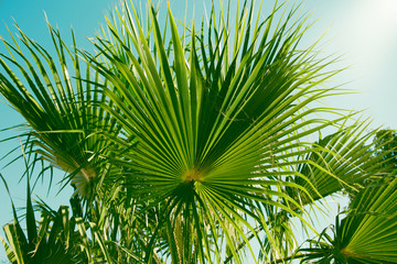 Palm tree leaf close up. Beautiful nature bakground