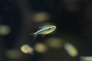 Hyphessobrycon herbertaxelrodi tropical fish in aquarium