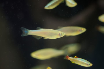 Danio albolineatus tropical fish in aquarium