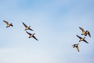 Flock of ducks flying in the sky at early springtime.