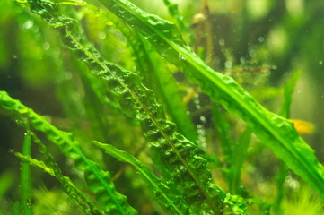 tropical aquatic plants in the aquarium