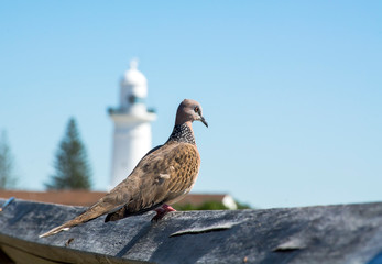 Dove by the sea, Sydney Australia