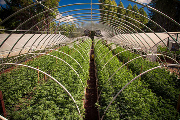 Marijuana Farm Industry - weed and commercial cannabis
