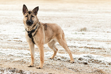 Outbred large dog in a harness is standing on the field in the fall.