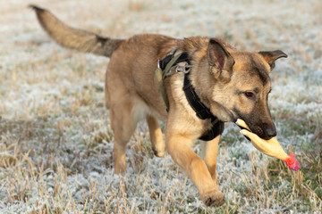 A large dog in a collar runs across the field with a toy in his teeth.