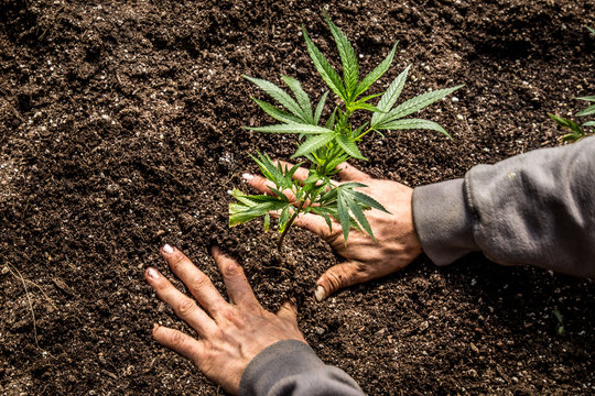 Marijuana Farm Industry - weed and commercial cannabis