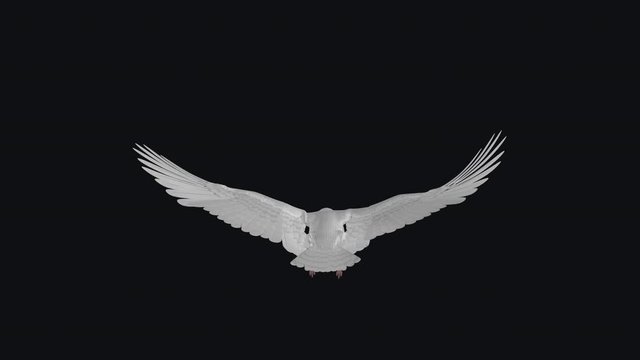 Flying White Dove - Back View - Transparent Loop.