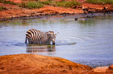 Fototapeta na wymiar Grevy's zebra standing in the water in a lake. Bathe, cool and drink. It is a wildlife photo in Africa, Kenya, Tsavo East National park.