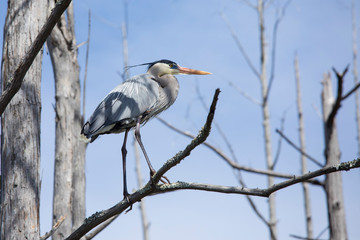 Great blue heron (ardea herodias) perched in a tree in the Okefenokee swamp of Georgia, USA.