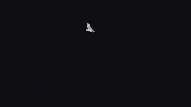 White Dove Flying Around Screen - Transparent Loop.