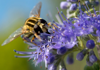 Pollination