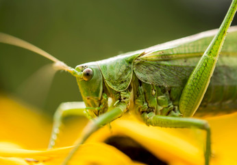 Large locust sitting on yellow flower, Hungary