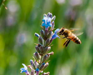 Pollination
